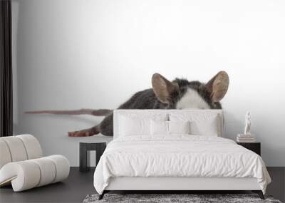 Cute young blue Hereford mouse, standing side ways. Looking towards camera. Isolated on a white background. Wall mural