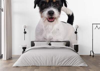 Cute young Jack Russel dog puppy, standing facing front. Mouth open and looking straight to camera. isolated on a white background. Wall mural