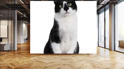 Handsome black and white house cat sitting up facing front. Looking straight ahead with green eyes. Isolated on white background. Wall mural