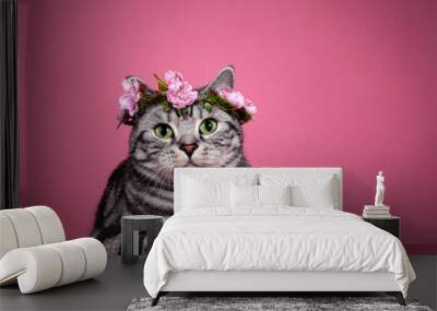 Handsome black silver blotched British Shorthair cat, laying down facing front wearing pink flower wrath on head.  Looking curious towards camera with green eyes. Isolated on pink background. Wall mural