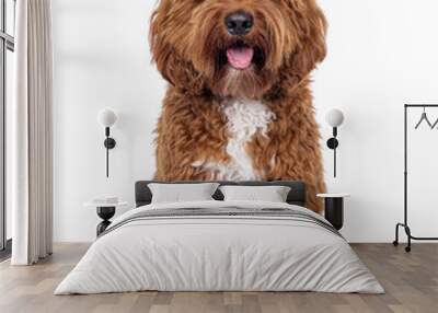 Happy young male Cobberdog aka Labradoodle, sitting up facing front. Looking straight to camera with tongue out. Isolated on a white background. Wall mural