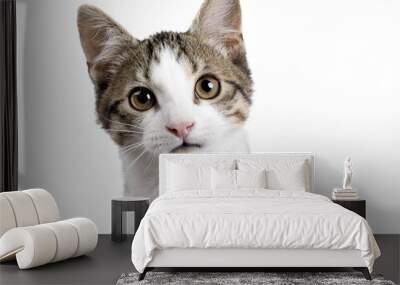 Head shot of cute black tabby with white stray cat kitten, sitting up facing front. Looking straight to camera, Isolated cutout on transparent background. Wall mural