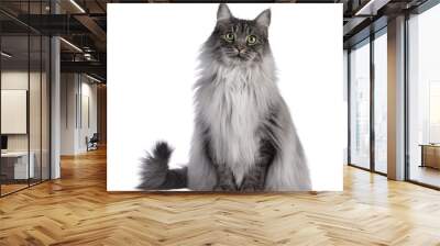 Majestic grey fluffy cat, sitting up facing front. Looking towards camera. Isolated cutout on a transparent background. Wall mural