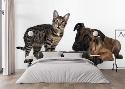 Savannah F7 cat and Boerboel malinois cross breed dog, playing together. Cat standing with funny expression looking to camera, dog laying down. Isolated cutout on transparent background. Wall mural