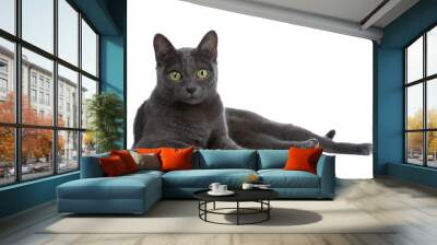 Silver tipped blue adult Korat cat laying down side ways and looking straight at camera with green eyes, isolated on transparent background. Wall mural