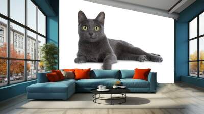 Silver tipped blue adult Korat cat laying down side ways with one paw hanging over edge and looking straight at camera with green eyes, isolated on white background Wall mural