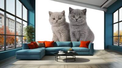 Sweet duo of British Shorthair cat kittens, sitting beside each other. Looking towards camera. Isolated cutout on a transparent background. Wall mural