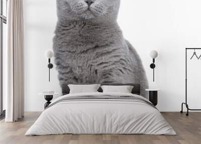 Sweet young adult solid blue British Shorthair cat kitten sitting up front view, looking at camera with orange eyes and one paw lifted, isolated on white background Wall mural