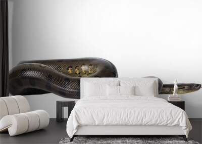 Young Green Anaconda aka Eunectus murinus snake. Isolated cutout on transparent background. Wall mural