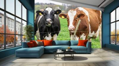 Two cows of different colors on a pasture close-up. Black-white and white-brown cows of Dutch Holstein Friesian breed graze on a spring green farm field. Wall mural