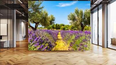 Lavender flower with beautiful olive trees and blue sky in summer Wall mural