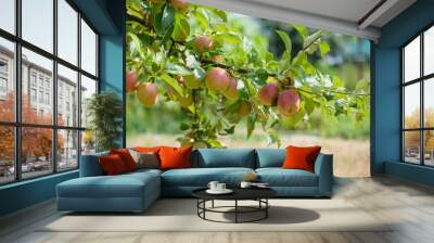 Apple tree branches with apples in an orchard. Wall mural