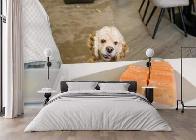 Dog stares at delicious salmon fillet on table Wall mural