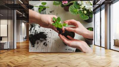 planting home plants indoors Wall mural