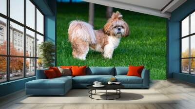 Portrait of cute shih tzu dog at walk Wall mural