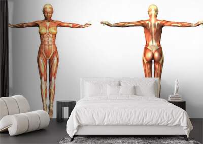 Anatomy muscle maps Wall mural