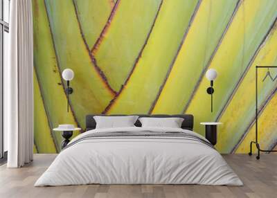 Petiole pattern of banana tree  Green natural background    Wall mural