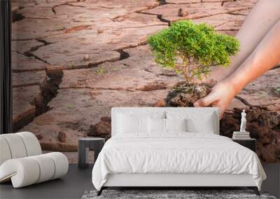 Woman hands holding tree growing on cracked earth background Wall mural