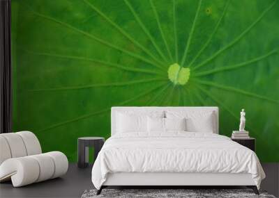 Green lotus leaf. Wall mural