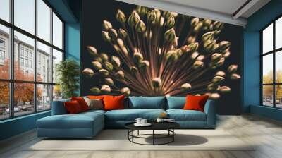 Milkweeds, herbaceous perennial dicotyledons of the genus Asclepias  Wall mural