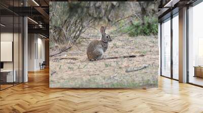 A wild rabbit sitting quietly in the middle of the meadow Wall mural