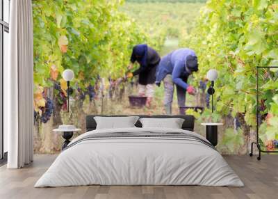 blurred harvester cutting bunch of grapes in vineyard rows in web banner template header Wall mural