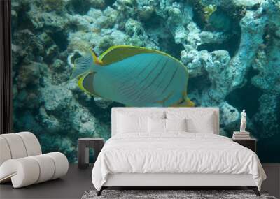 Colorful tropical fish underwater in a lagoon Wall mural