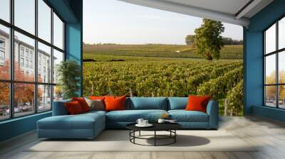 green vineyards in bordeaux haut medoc in france, french wine Wall mural