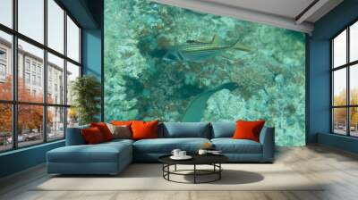 sea reef scene underwater with colourful corals and fish life Wall mural