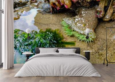 Ocean Life Wall mural