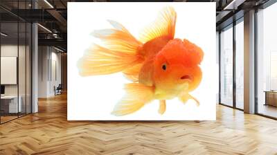 closeup of a goldfish isolated Wall mural