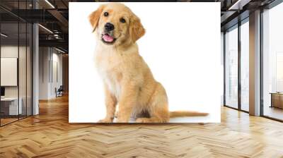 Golden Retriever dog sitting on the floor, isolated on white bac Wall mural