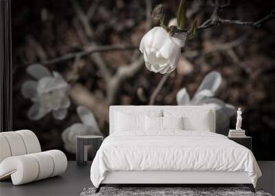 white blossoms of the star magnolia Wall mural