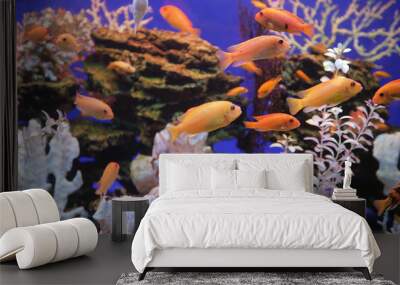 Aquarium with bright small fishes and corals Wall mural