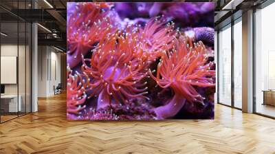 sea anemones Wall mural