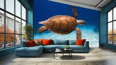 Green Wild Turtle underwater ocean wildlife animal in Mediterranean sea Wall mural