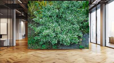 A growing decorative shrub covered with leaves in two colors Wall mural