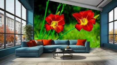 two red lilies flowering in the summer sun on a green background in a natural environment Wall mural