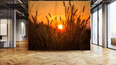 beautiful sunset with mission grass Wall mural