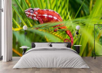 A bright red chameleon Sits in bright plants. Macro shooting Wall mural