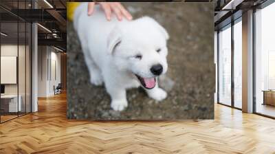 a cute little white puppy Wall mural