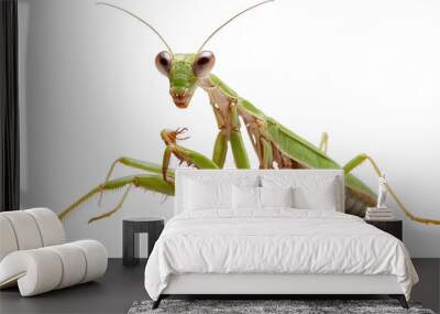 praying mantis isolated on transparent background Wall mural