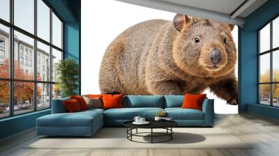 wombat isolated on transparent background Wall mural