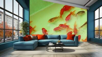 goldfish bowl in market Wall mural