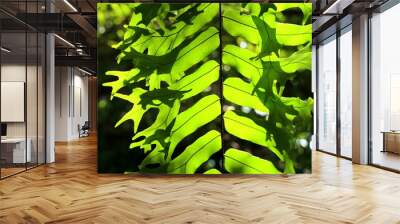 Green fern for decorating garden Wall mural