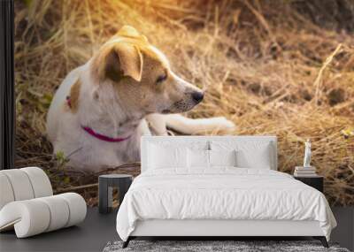 warmth with puppy Wall mural