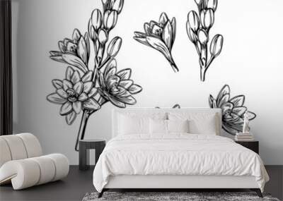 Tuberose flower setsketch in line art style on white background. Graphic color nature vector illustration element. Trendy spring set collection. Wall mural