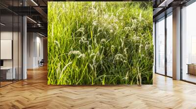 Beautiful of green field with natural soft light in garden outdoor at Chiangmai,Thailand. Wall mural