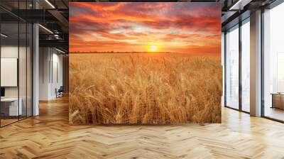 Wheat field ripe grains and stems wheat on background dramatic sunset, season agricultures grain harvest Wall mural