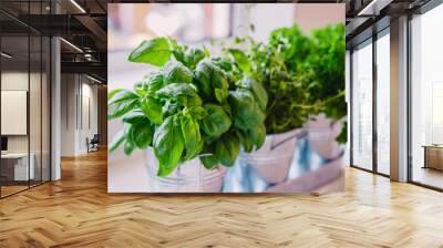 Selective focus homegrown basil, parsley and thyme herbs in pots on the kitchen in front of the window. Home planting and food growing. Sustainable lifestyle, plant-based foods. Copy space. Wall mural